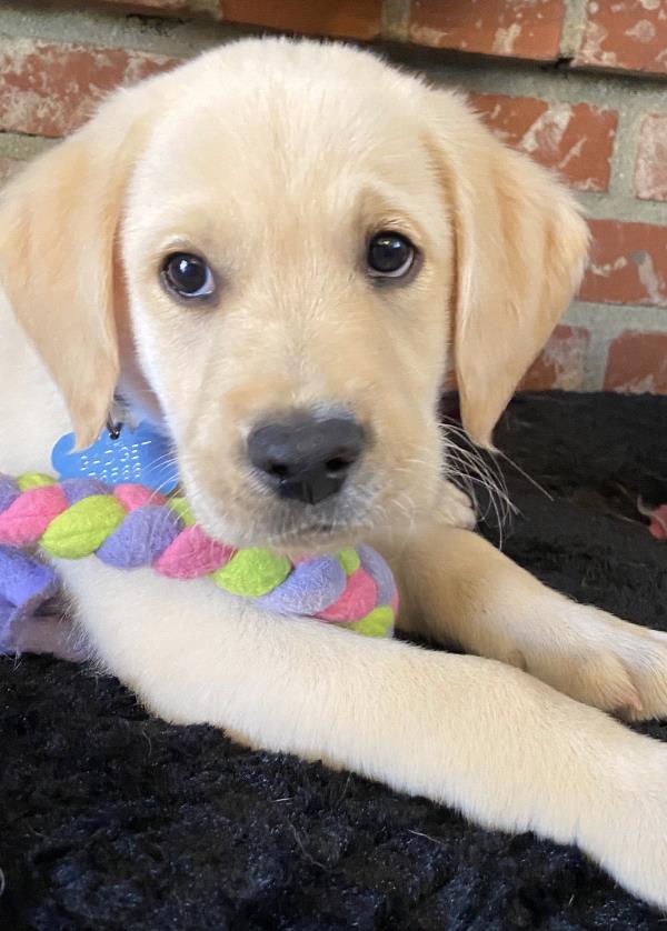 /Images/uploads/International Guiding Eyes Inc/gdapawsitivitycalendar/entries/20786thumb.jpg